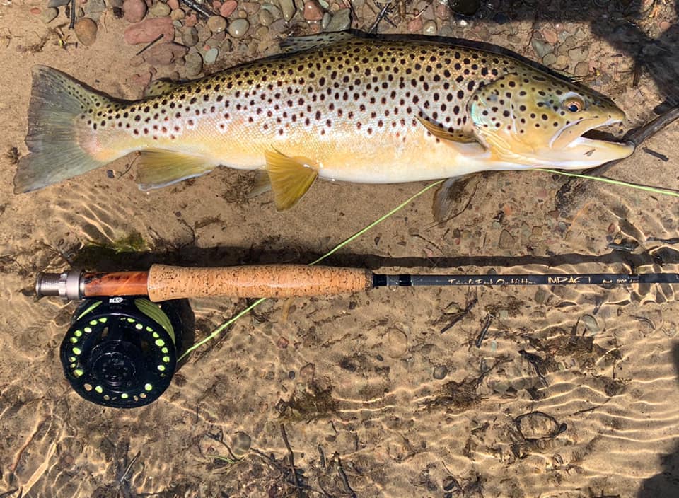 92278810 1936928779765672 1490920119243636736 n